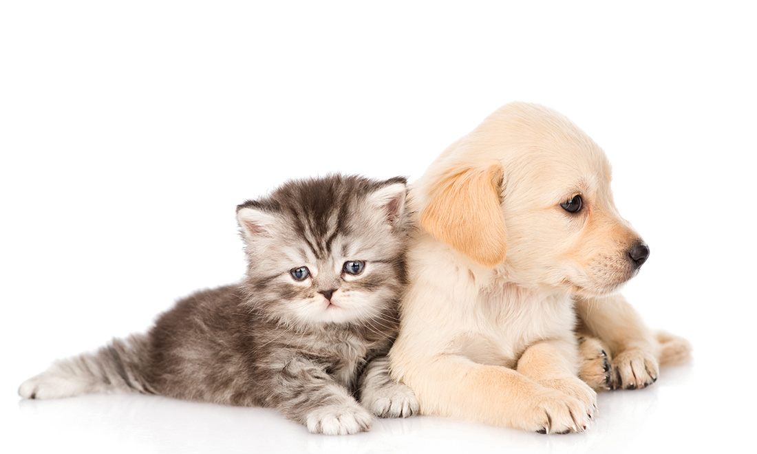 Pet food and supplies